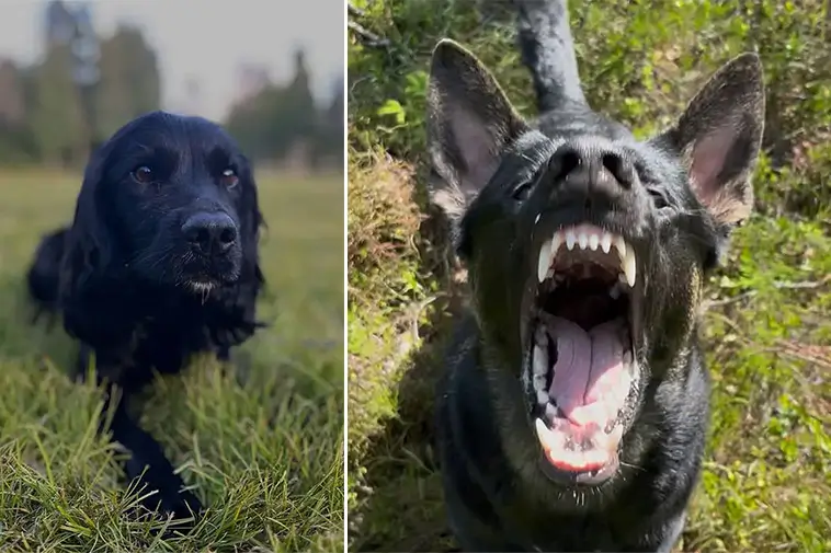 Västerbottens polishundar laddade efter sommaruppehållet