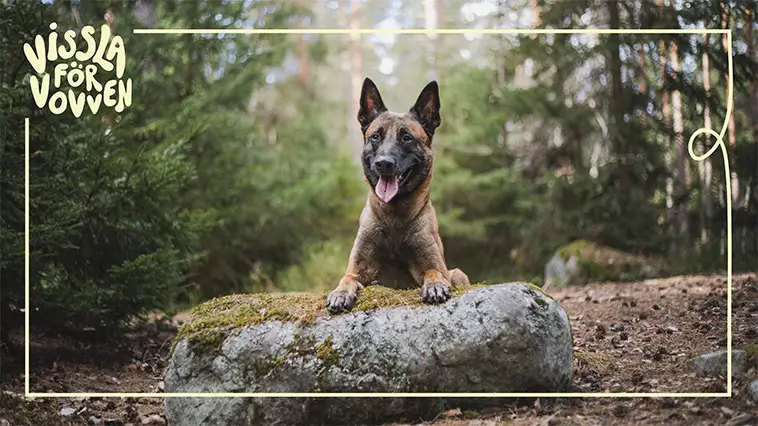 Hundstallet hyllar vardagshjältar – nytt pris ska lyfta kampen för utsatta hundar
