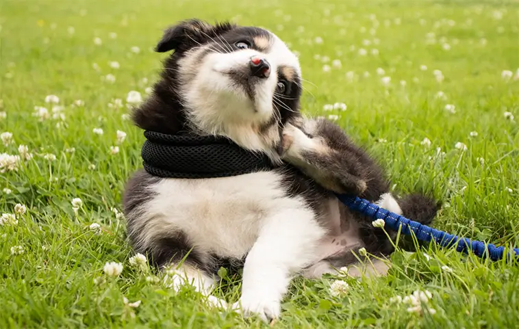 Så kan vita strumpor skydda din hund – och spara dyra veterinärkostnader
