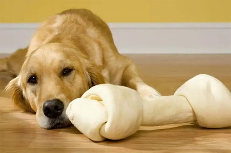 Hundtränaren avslöjar 3 godisar han aldrig skulle ge sin hund