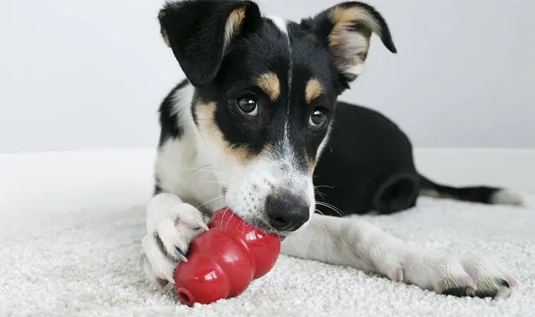 Hundtränaren avslöjar 3 godisar han aldrig skulle ge sin hund