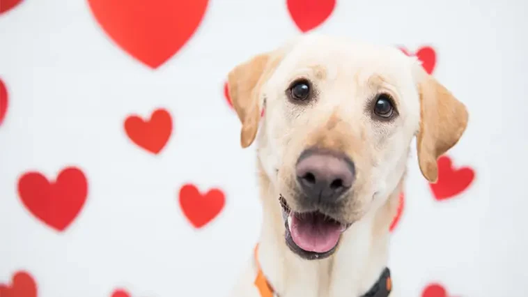 Fem tydliga tecken på att din hund älskar dig mer än någon annan