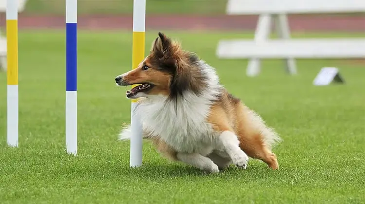 Agility World Championship 2025: Världens snabbaste agilityhundar intar snart Kalmar