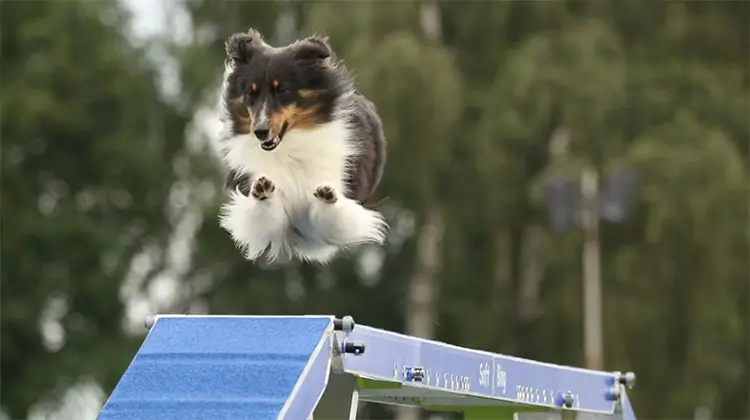 Agility World Championship 2025: Världens snabbaste agilityhundar intar snart Kalmar