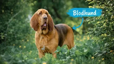 Blodhunden – den legendariska spårhunden med världens bästa nos