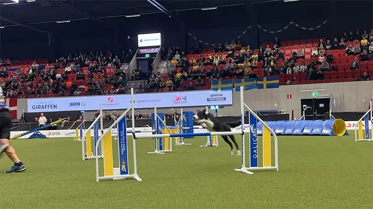 Engelska Border Collien Star snabbast i världen på agility-VM