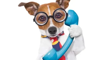 Snart kan hundar ringa sina ägare – forskare utvecklar "DogPhone"