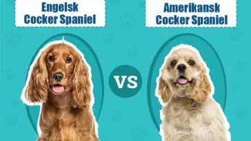 Engelsk vs. Amerikansk Cocker Spaniel – vad är egentligen skillnaden?