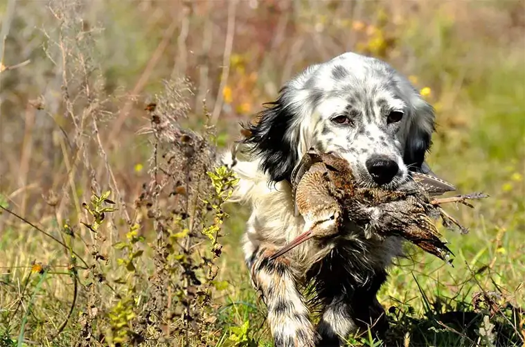 Jakthundarnas nya trend – ovanliga raser börjar tar plats i skogen