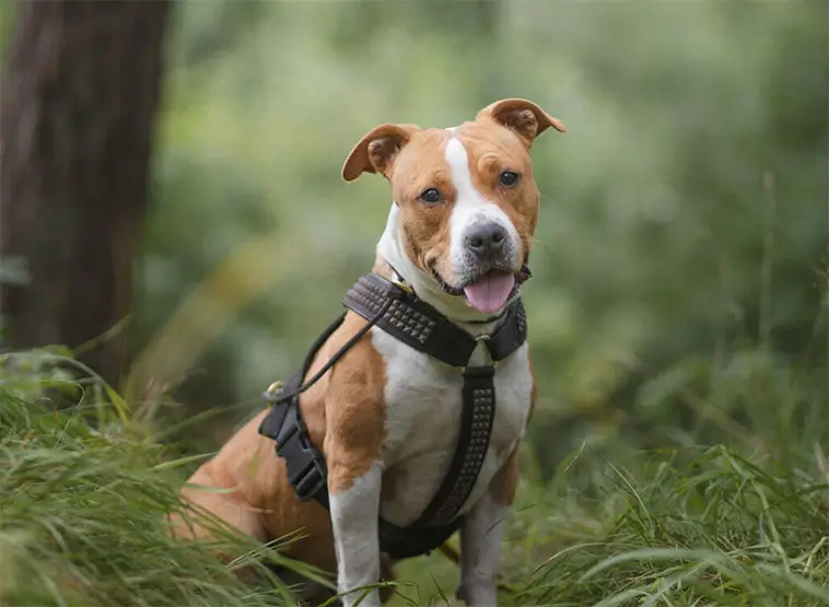 Hundstallet höjer medlemsavgiften för nästa år
