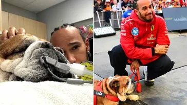 Lewis Hamiltons Bulldogg Roscoe kämpar för sitt liv