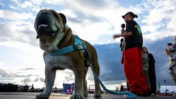Lewis Hamiltons Bulldogg Roscoe har somnat in – en älskad vän lämnar ett tomrum