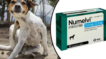 EU godkänner ännu ett läkemedel för hundar med allergisk klåda