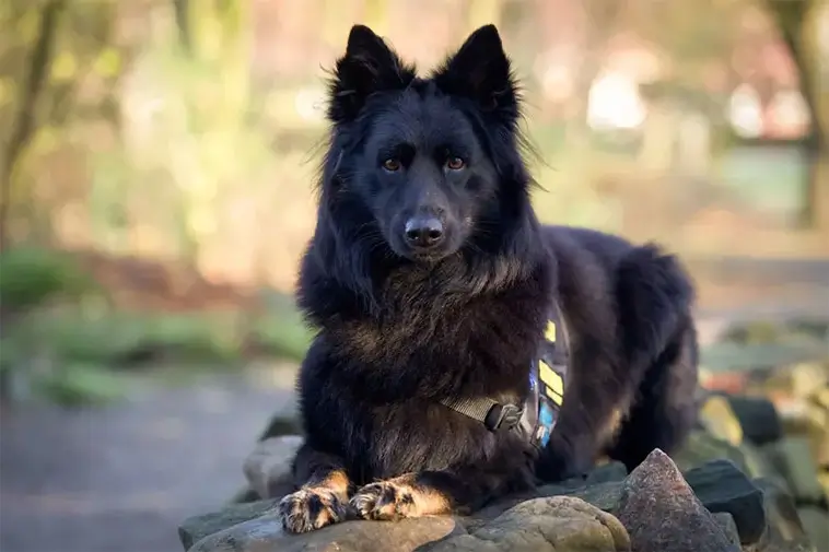 Nominera "Årets tjänstehund" och "Årets bragdhund" 2025