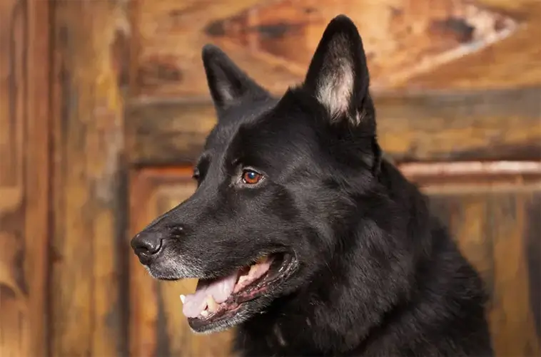 Nominera "Årets tjänstehund" och "Årets bragdhund" 2025