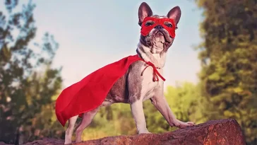 Nominera "Årets tjänstehund" och "Årets bragdhund" 2025