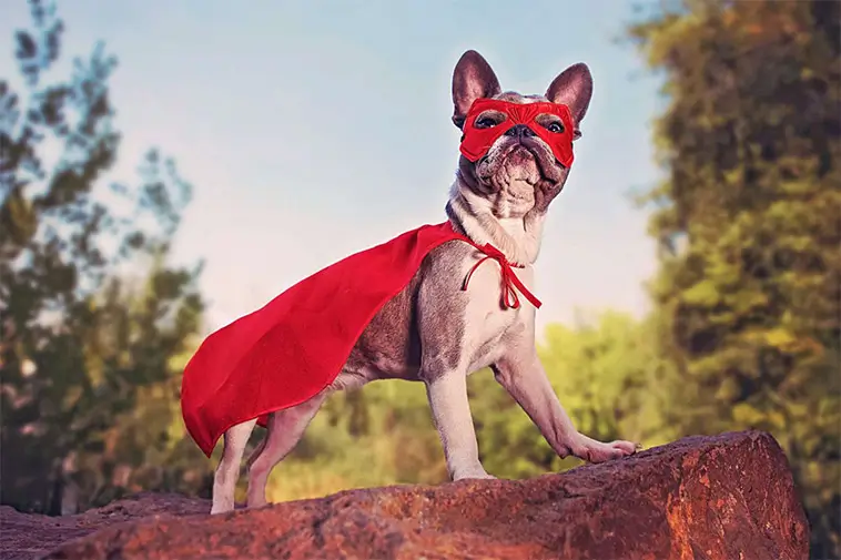 Nominera "Årets tjänstehund" och "Årets bragdhund" 2025