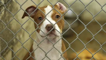 PETA och Svenska Kennelklubben i het debatt om hundadoption och uppfödning