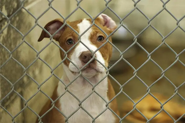 PETA och Svenska Kennelklubben i het debatt om hundadoption och uppfödning