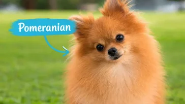 Så blev Pomeranian en trendig liten följeslagare