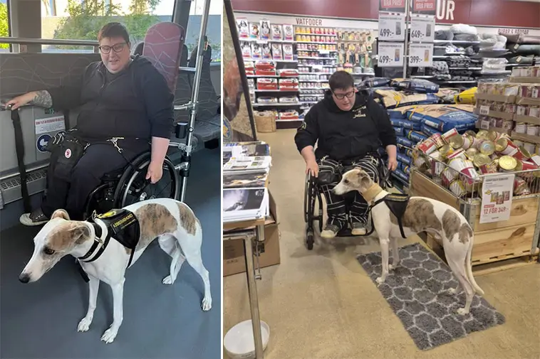 Whippeten som förändrar vardagen: Möt Rebecka och hennes assistanshund