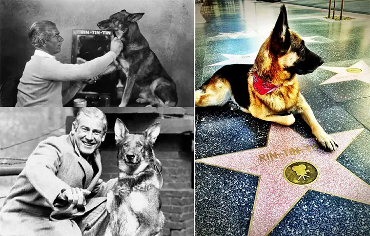 Rin Tin Tin – hur en herrelös valp blev Hollywoods fyrbenta superstjärna