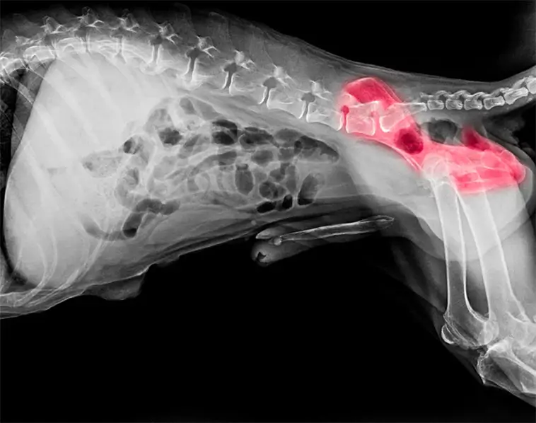 AI tar plats i hundvärlden – SKK testar automatiserad höftledsröntgen