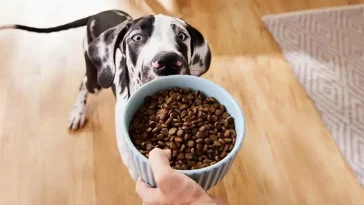 Experterna avslöjar: Så ofta bör din hund äta