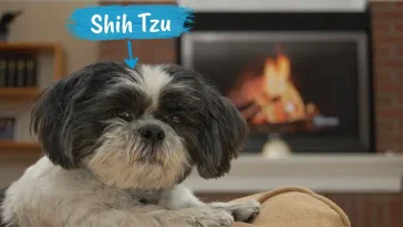 Shih Tzu – den lilla kinesiska kejsarhundens resa genom tiden