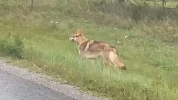 Hund på rymmen skapade varglarm i Vallentuna