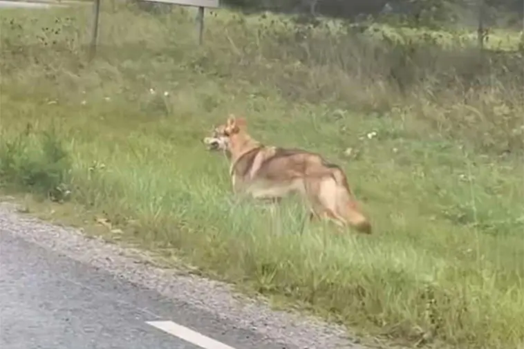 Hund på rymmen skapade varglarm i Vallentuna