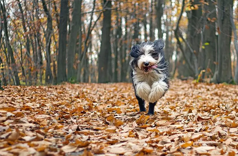 Nu är älgflugorna här – så skyddar du bäst hunden