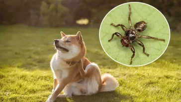 Nu är älgflugorna här – så skyddar du bäst hunden