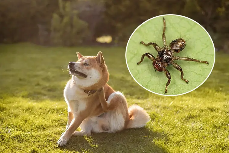Nu är älgflugorna här – så skyddar du bäst hunden