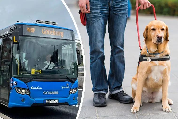 Assistanshund nekades plats på bussen – DO kräver ersättning