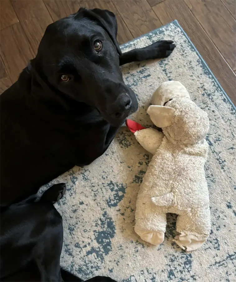 Hon tog fel hund hos hundfrisören – och insåg det på det mest pinsamma sättet