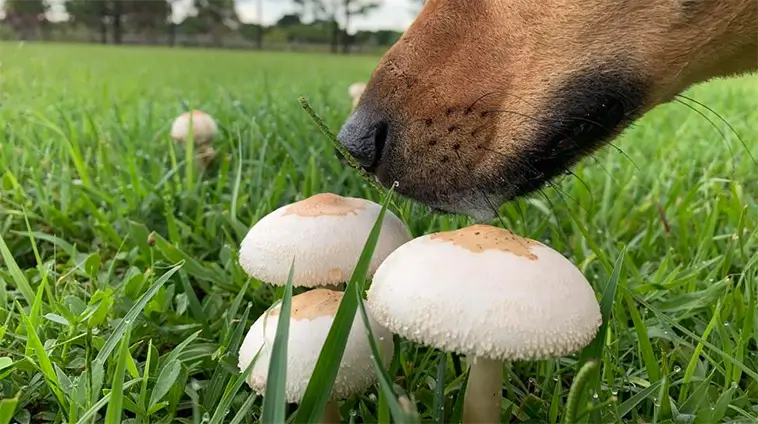 Höstens dolda faror för din hund – så skyddar du din bästa vän