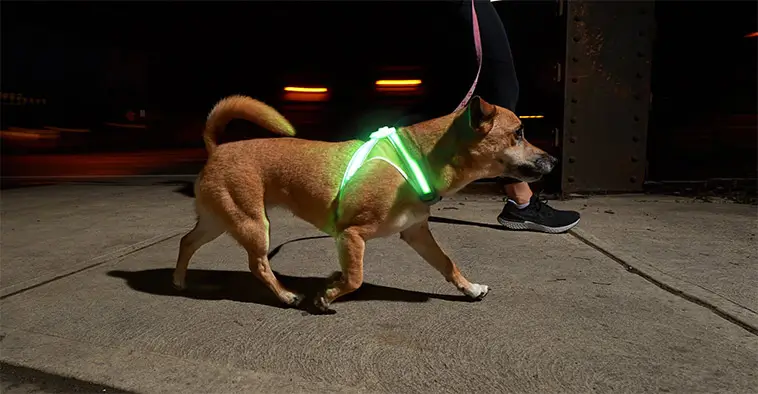 Höstens dolda faror för din hund – så skyddar du din bästa vän