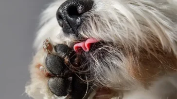 När hunden slickar tassarna i höst – kan vara en dold signal om ohälsa