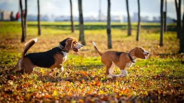 Veterinärernas höstvarning: Hästkastanjer kan bli livsfarliga för hundar
