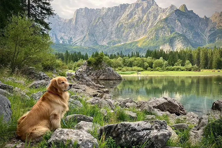 Italien överväger införa hundskatt för turister – protester växer