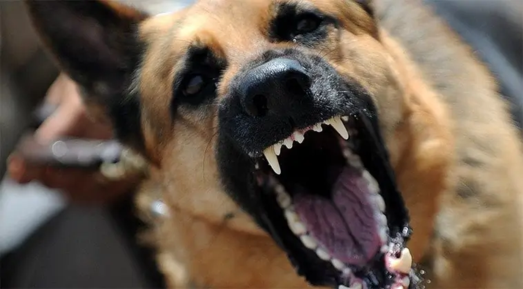 Allvarlig incident i Malmö – hund attackerade sin förare
