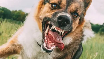 Allvarlig incident i Malmö – hund attackerade sin förare