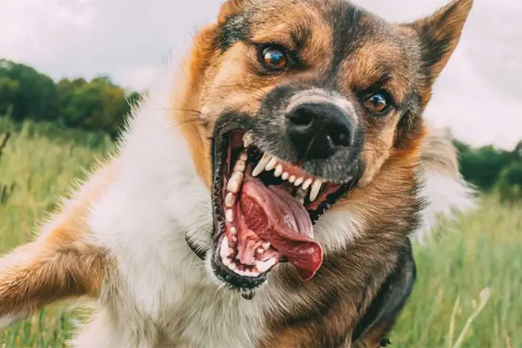 Allvarlig incident i Malmö – hund attackerade sin förare