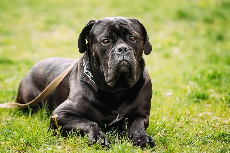 Inget förbud mot Cane Corso – brittiska regeringen klargör beslutet