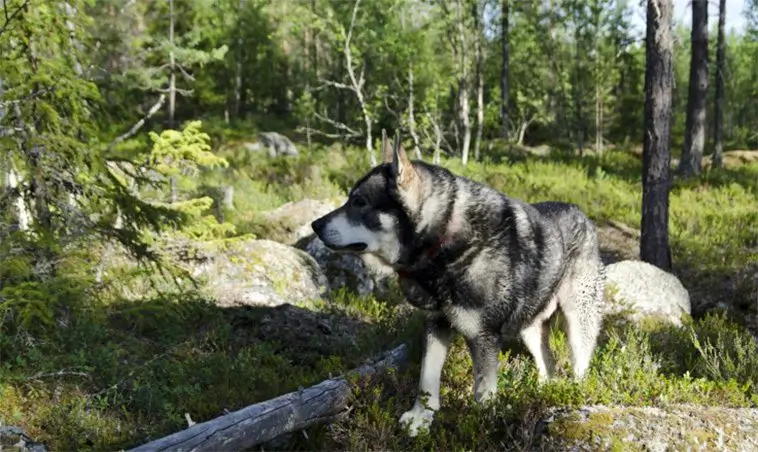 Jakthund dödades av skott – jägare i 65-årsåldern ställs nu inför rätta