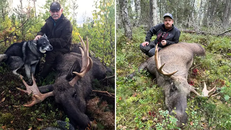 Tragiskt möte i skogen: Jämthund dödad av björn under älgjakt