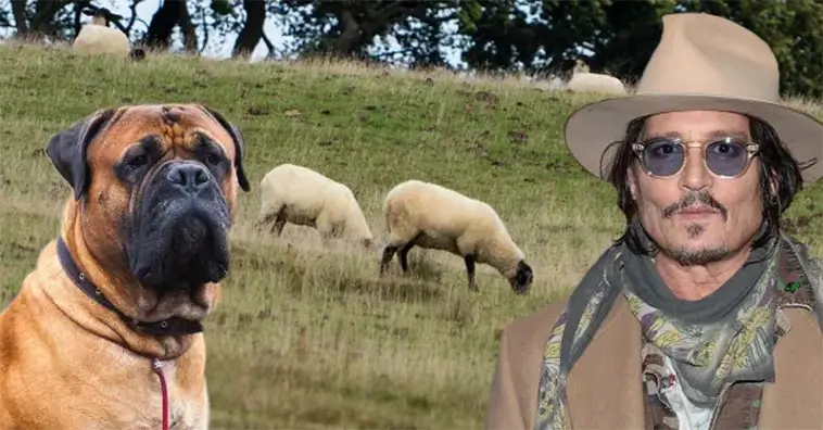 Johnny Depps nyadopterade Bullmastiff dödade två får i East Sussex