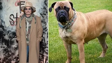 Johnny Depps nyadopterade Bullmastiff dödade två får i East Sussex