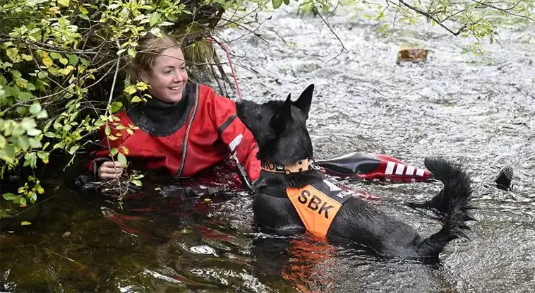 Nya hjältar i fjällen – hundarna som tränas för att rädda liv